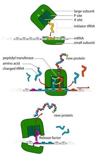 Information on Ribosomes: Protein Synthesis and More