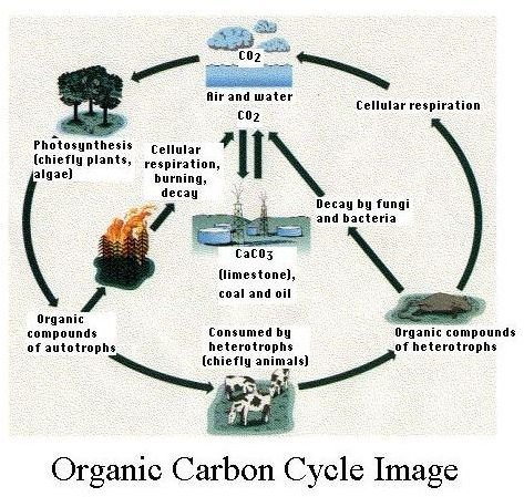 Organic Carbon Cycle Image