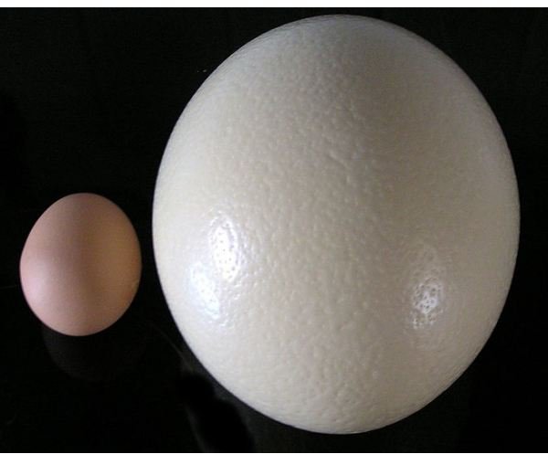Chicken & Ostrich Eggs