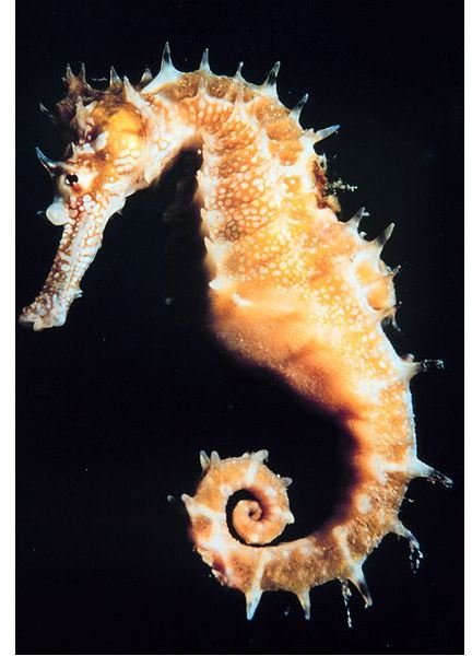 seahorse