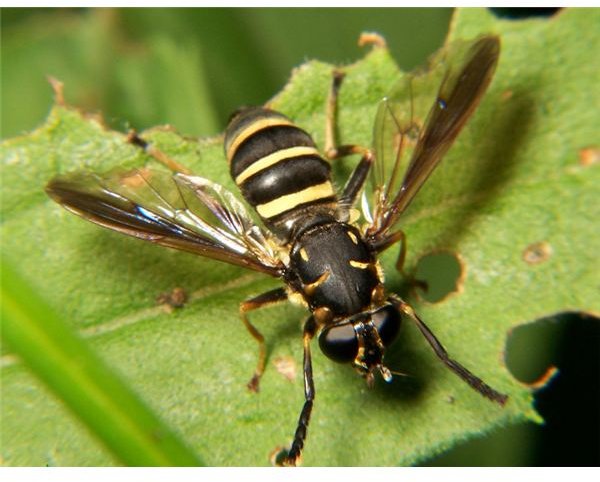 Can You Name 3 Helpful Insects? Learn About Beneficial Insects for Your Garden