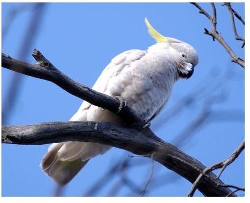 Sulfur Crested Cokatoo