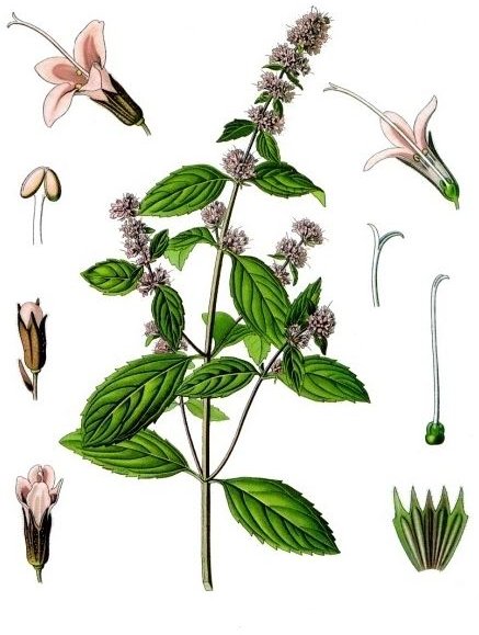 Learn the Health Benefits of Peppermint Tea
