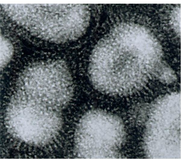 Influenza Virus Classification: The Many Varieties of Influenza