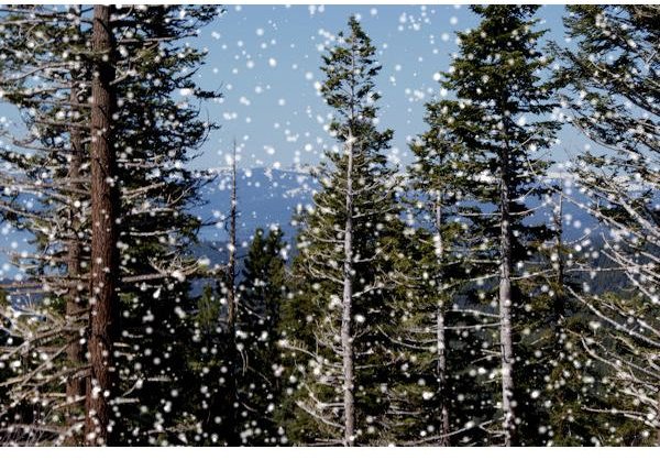 Tahoe Forest with Snow