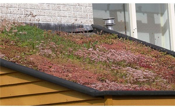 How to Build a Green Roof: An Environmentally Friendly, Green Building Project