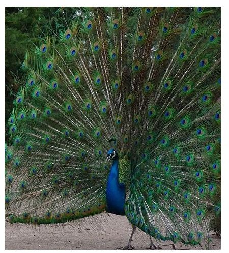 Basic Peacock Facts and Information: Learn About These Beautiful Birds