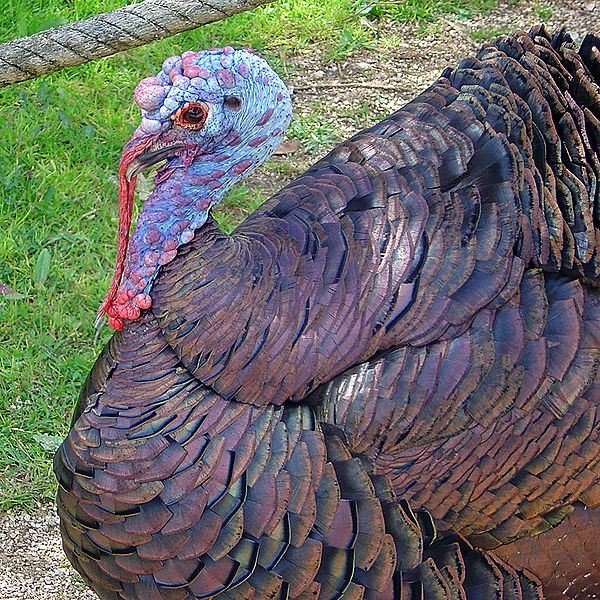 Pardon the Turkey