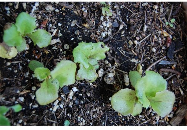 Seedlings