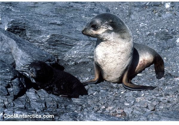 seal-fur