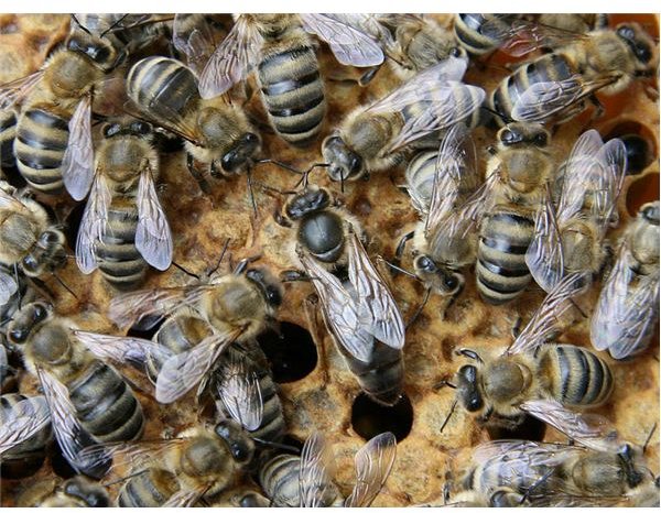 Learn Honey Bee Facts and Species Name of a Honey Bee