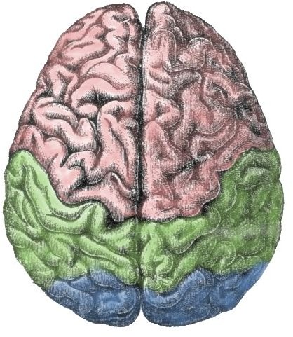 Lesson Plan: Right Brain Vs. Left Brain Functions - Includes Sample Exercises