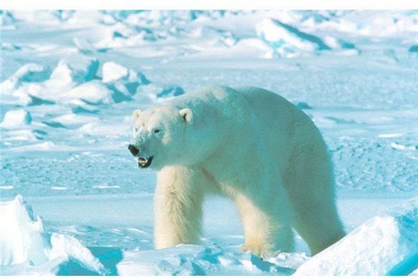 Are Polar Bears in Danger of Extinction?: Find Your Answers About Polar Bear Extinction Here