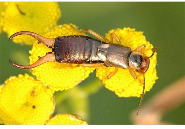 Male earwig resting on flower - Credit: James Lindsey&rsquo;s Ecology of Commanster