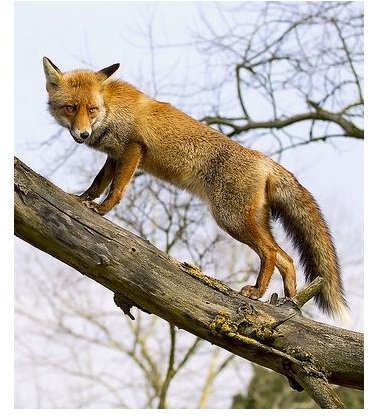 Red Fox