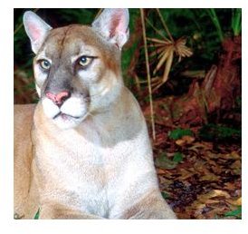 How Did the Florida Panther Become Endangered? Learn the Threats to the Florida Panther & What You Can do to Help