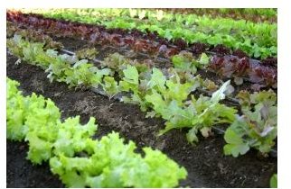 Designing a Sustainable Vegetable Garden the Easy Way: Tips & Tricks
