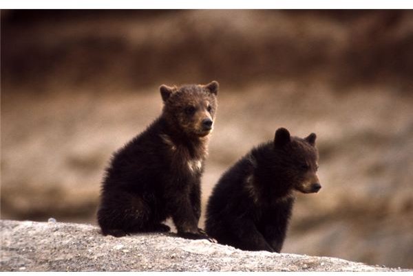 800px-Grizzly Bear cubs