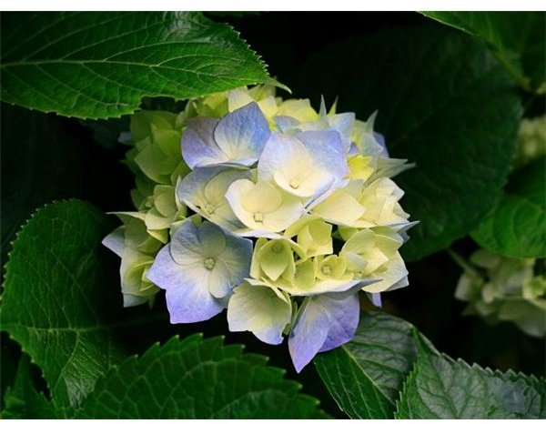 Hydrangeas