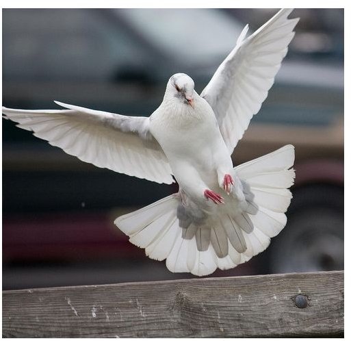 Bird in flight