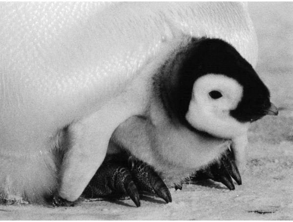 Emperor Penguin and Chick