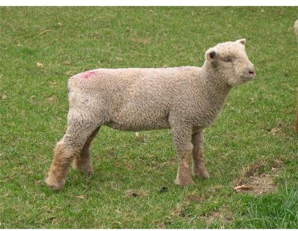 sheep by sideshowmom, MorgueFiles