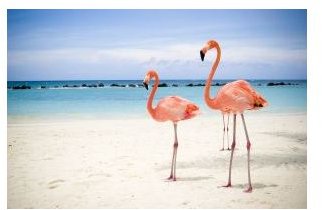 September is National Pink Flamingo Month!