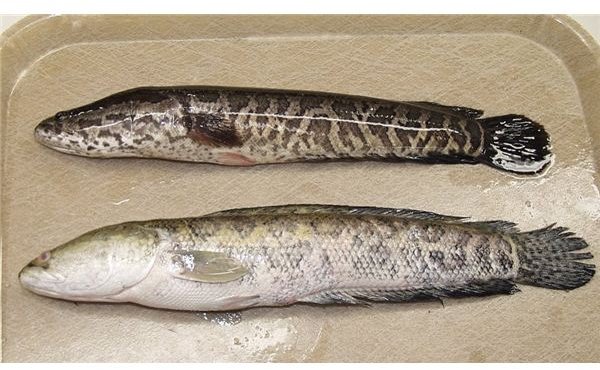 The Killer Snakehead Fish: Facts and Information Regarding this Mysterious Creature