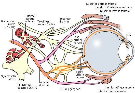The Oculomotor Nerve controls most eye movements.