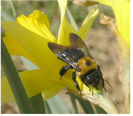 Carpenter bees have a dark underside - no yellow