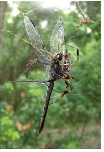 dragonfly captured by spiders