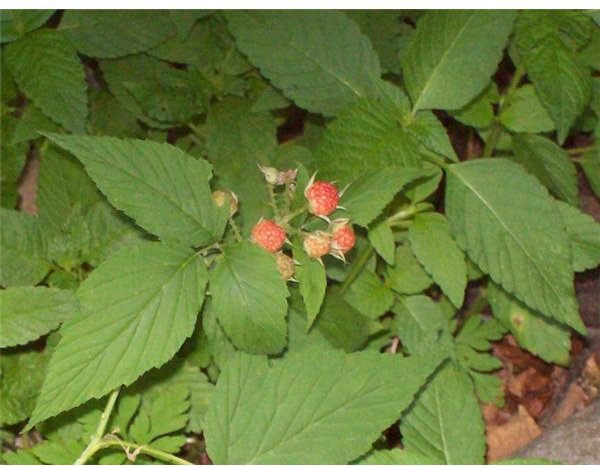 blackberries ripening