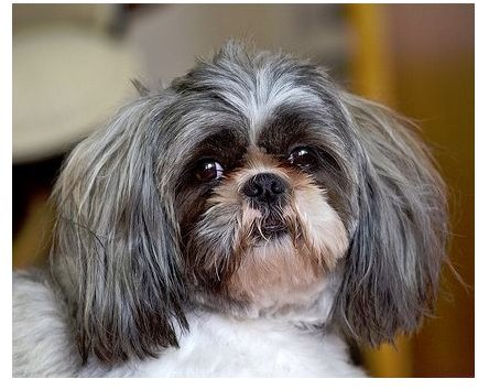 Shih Tzu