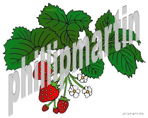 Phillip Martin&rsquo;s Strawberry Flowers