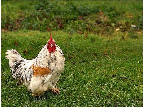 How to Raise Chickens for Eggs by Letting Them Free Range