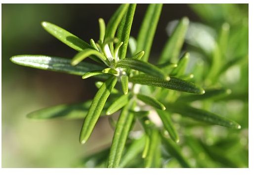 How to Use Rosemary Oil Hair Treatments