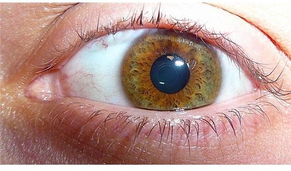 Hazel Eyes and Genetics: How Chromosomes are Responsible for Eye Color