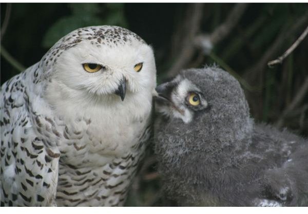 Snowy Owl and chick