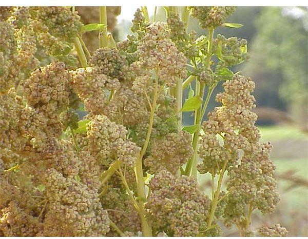 Quinoa Plant