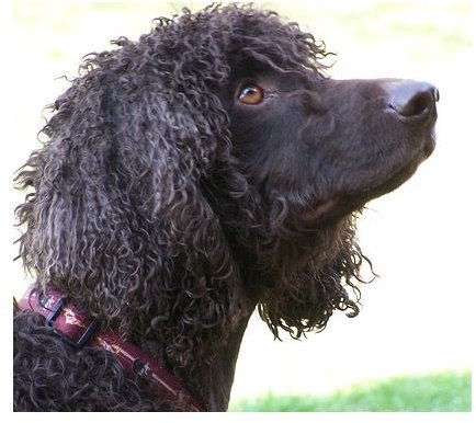 Irish Water Spaniel