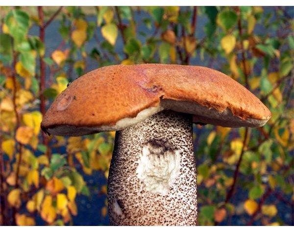 Bolete Mushroom