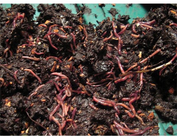 Create Your Own Worm Compost Bin for Natural Fertilizer