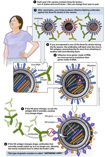 h protein antigenic shift or antigenic drift