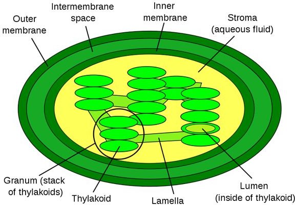 A Look at Chloroplasts in a Plant Cell