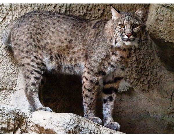 bobcat 2