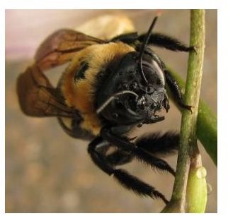 A Bee Snack for Students with a Unit on Bees