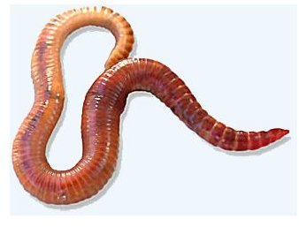 Red Worm Anatomy & Digestion: A Biology Study Guide