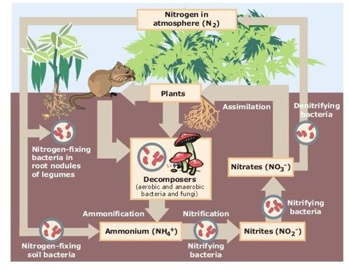 Nitrogen Cycle