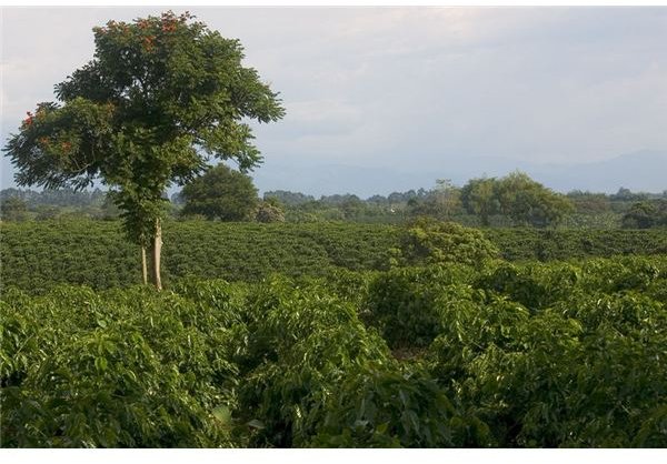 Why Shade Grown Coffee is Better for the Environment & You