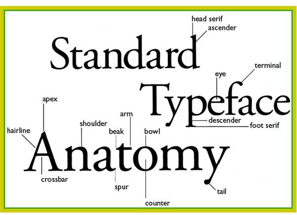 anatomy of letters typography